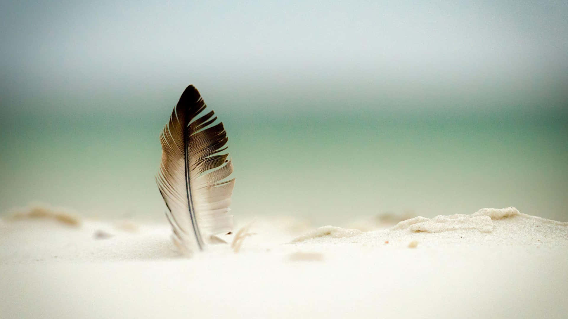 Solitary Featheron Sand.jpg Wallpaper