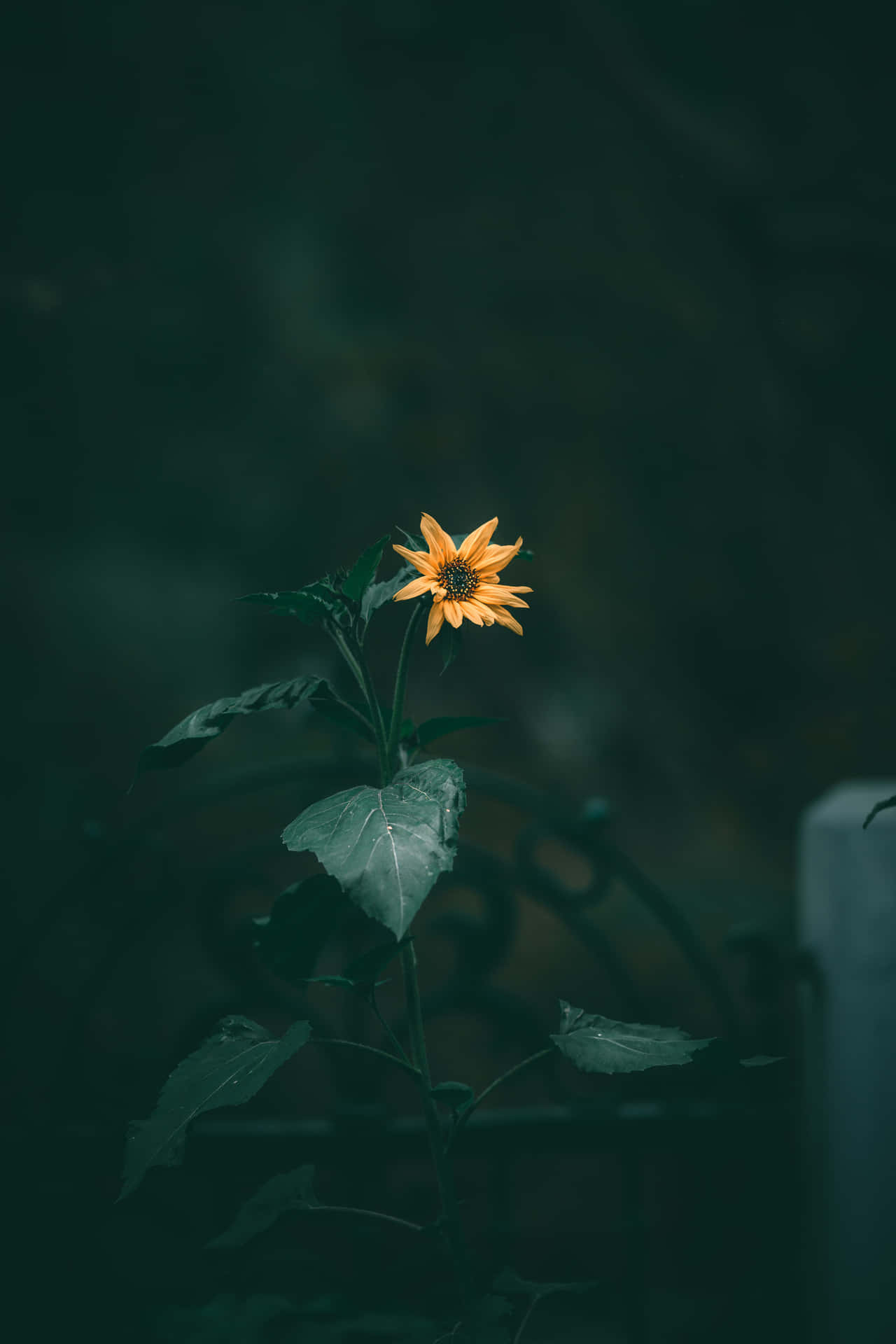 Solitary Flowerin Dark Green Ambience.jpg Wallpaper