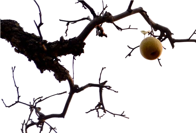 Solitary Fruiton Bare Branches.png PNG