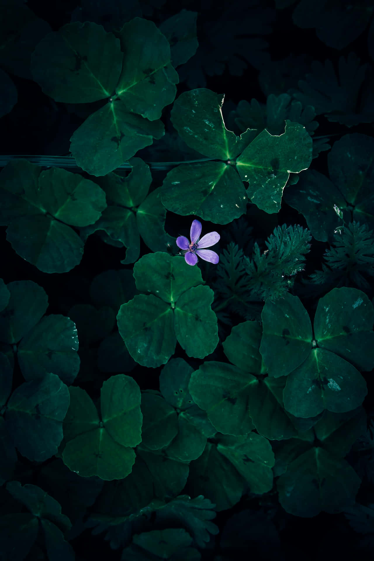 Solitary Light Purple Flower Dark Green Foliage Wallpaper