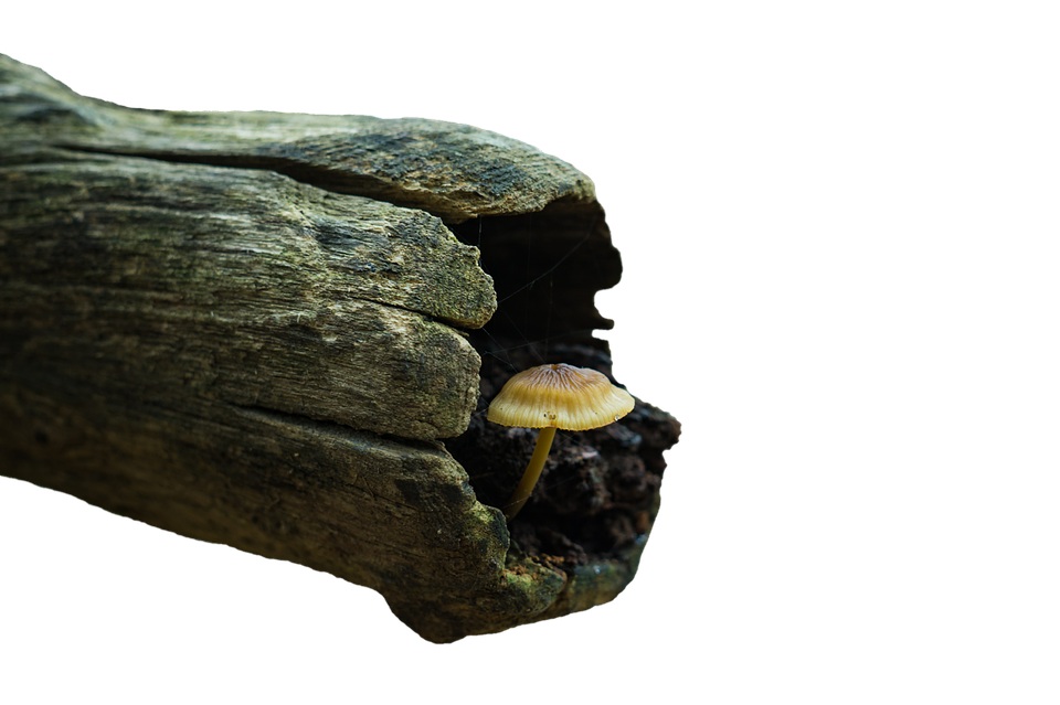 Solitary_ Mushroom_on_ Wooden_ Surface PNG