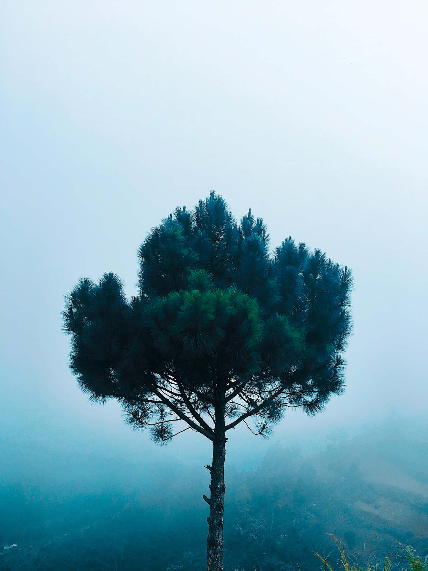 Pine Tree Solitaire Dans La Brume 4k Fond d'écran