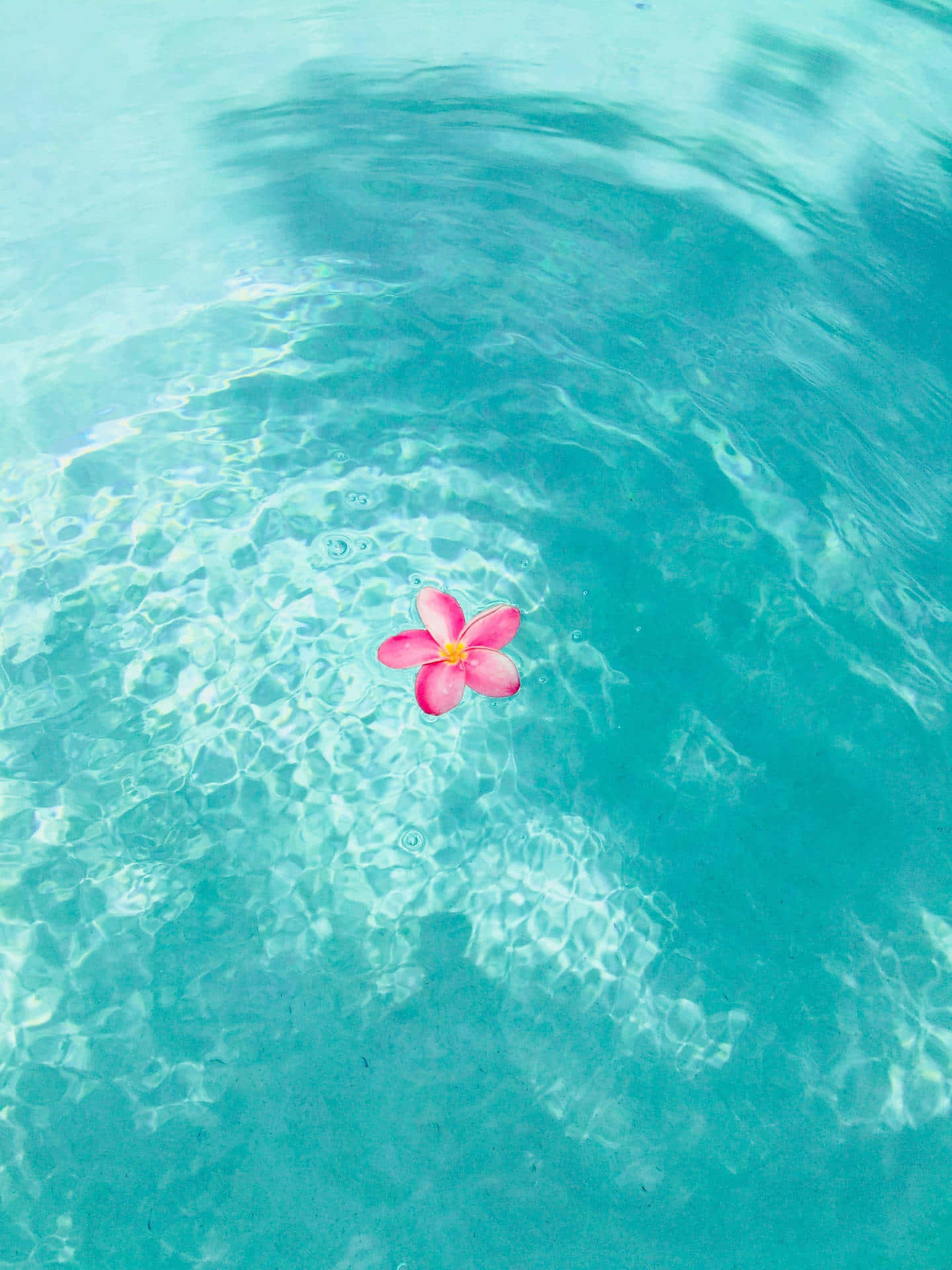 Solitary Plumeria On Water Wallpaper