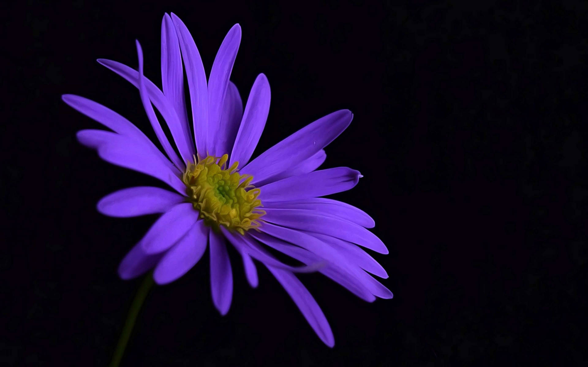 Solitary Purple Flower Wallpaper