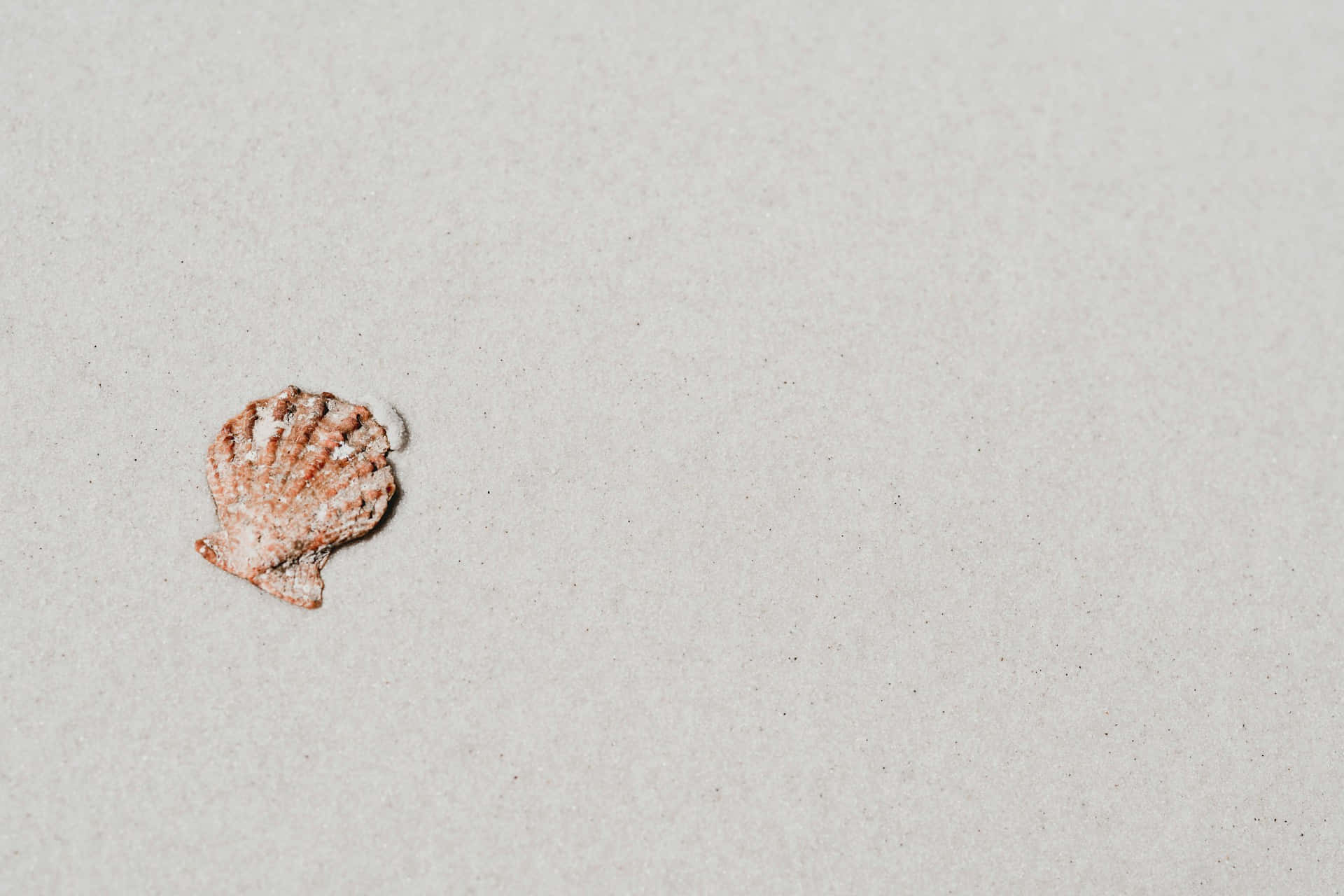 Solitary Seashellon Sand.jpg Wallpaper