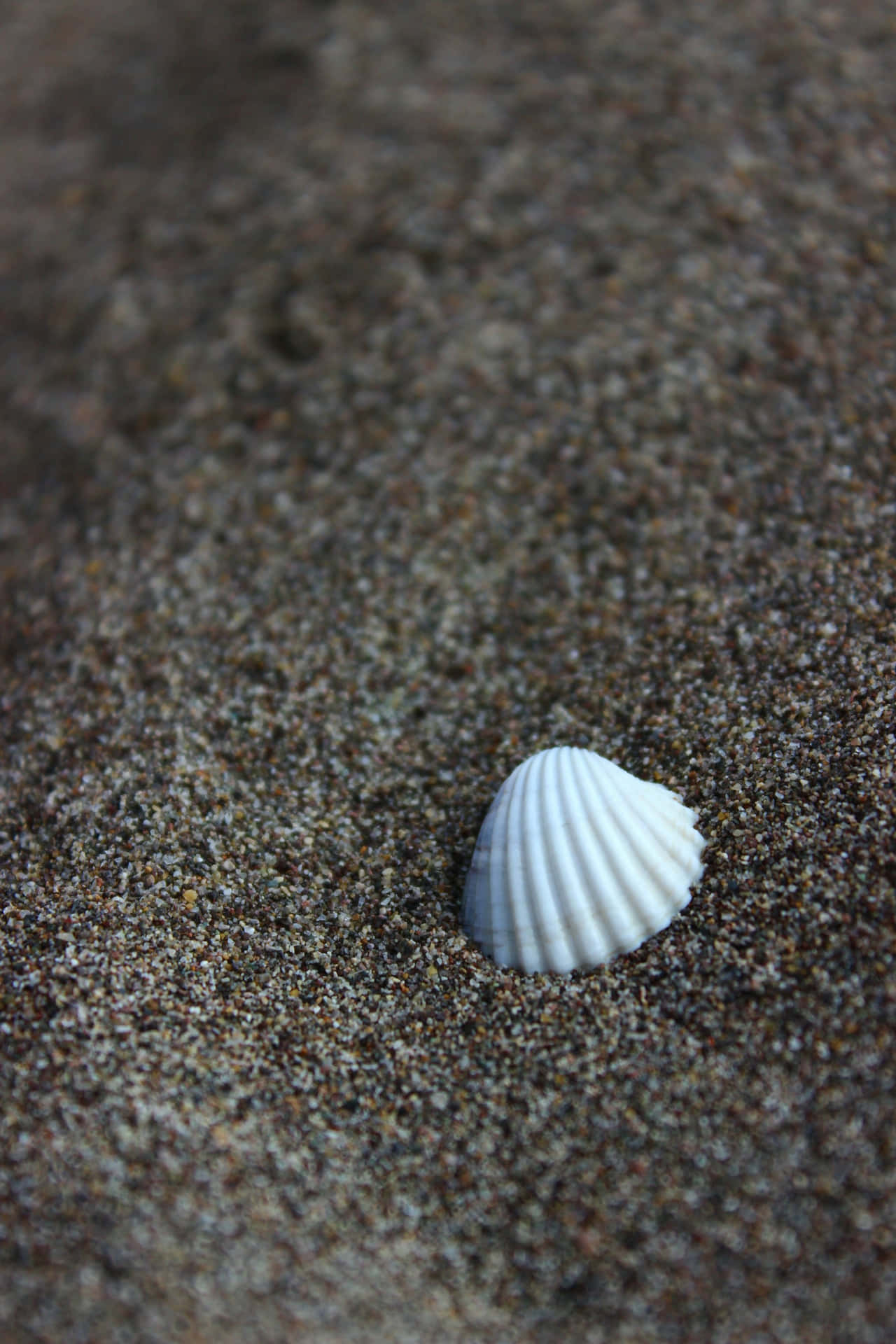 Solitary Seashellon Sandy Beach Wallpaper