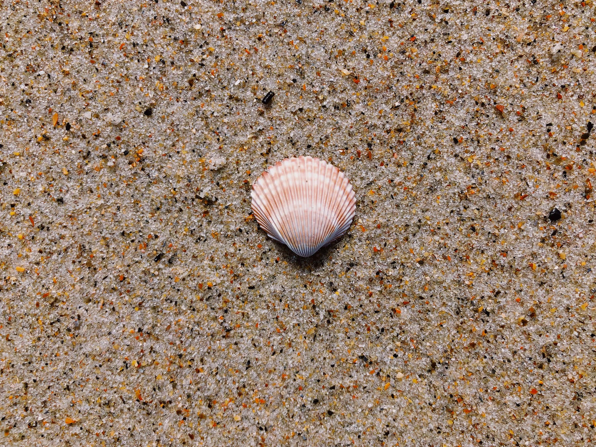 Solitary Seashellon Sandy Beach.jpg Wallpaper
