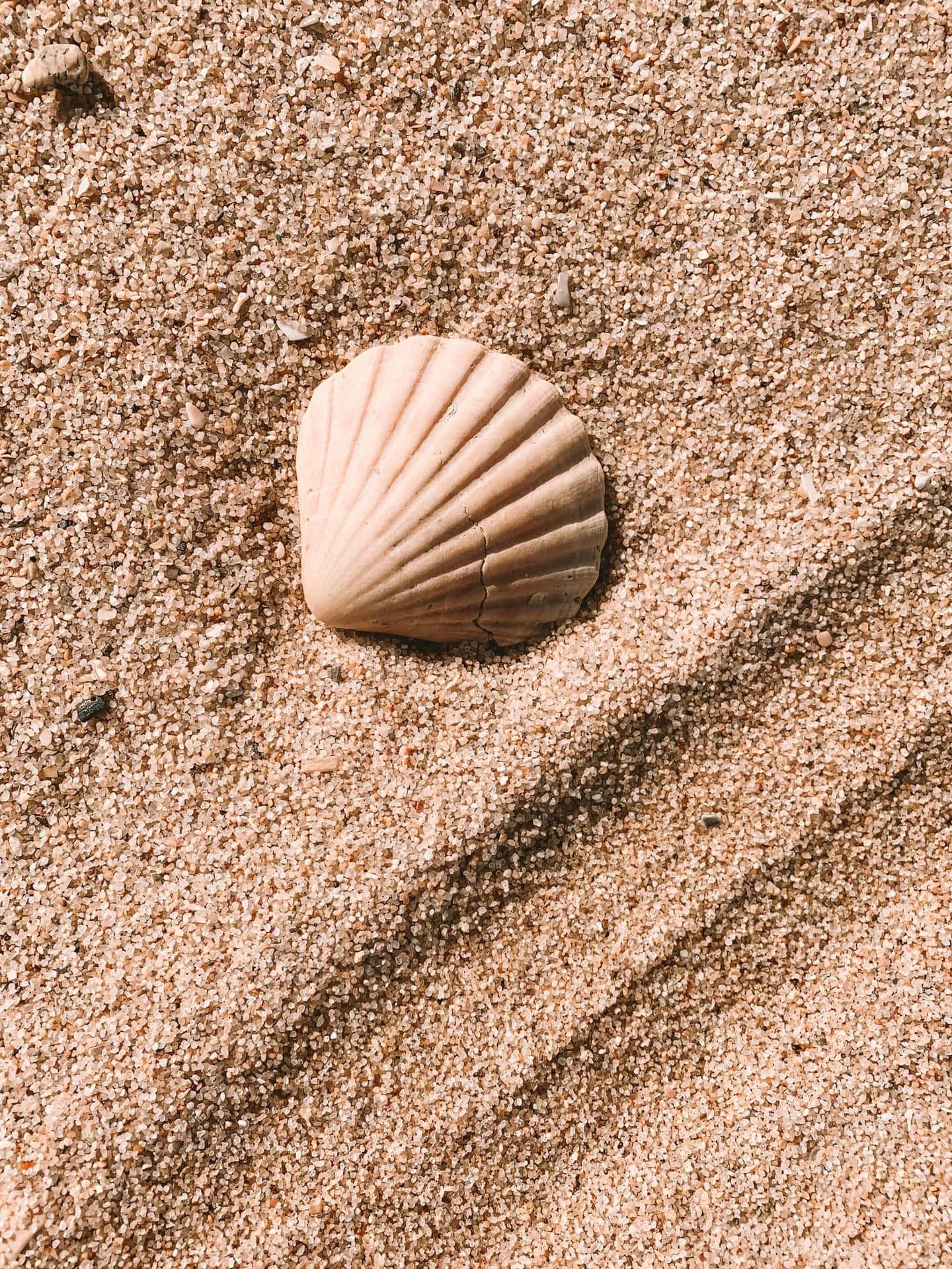 Solitary Seashellon Sandy Beach Wallpaper
