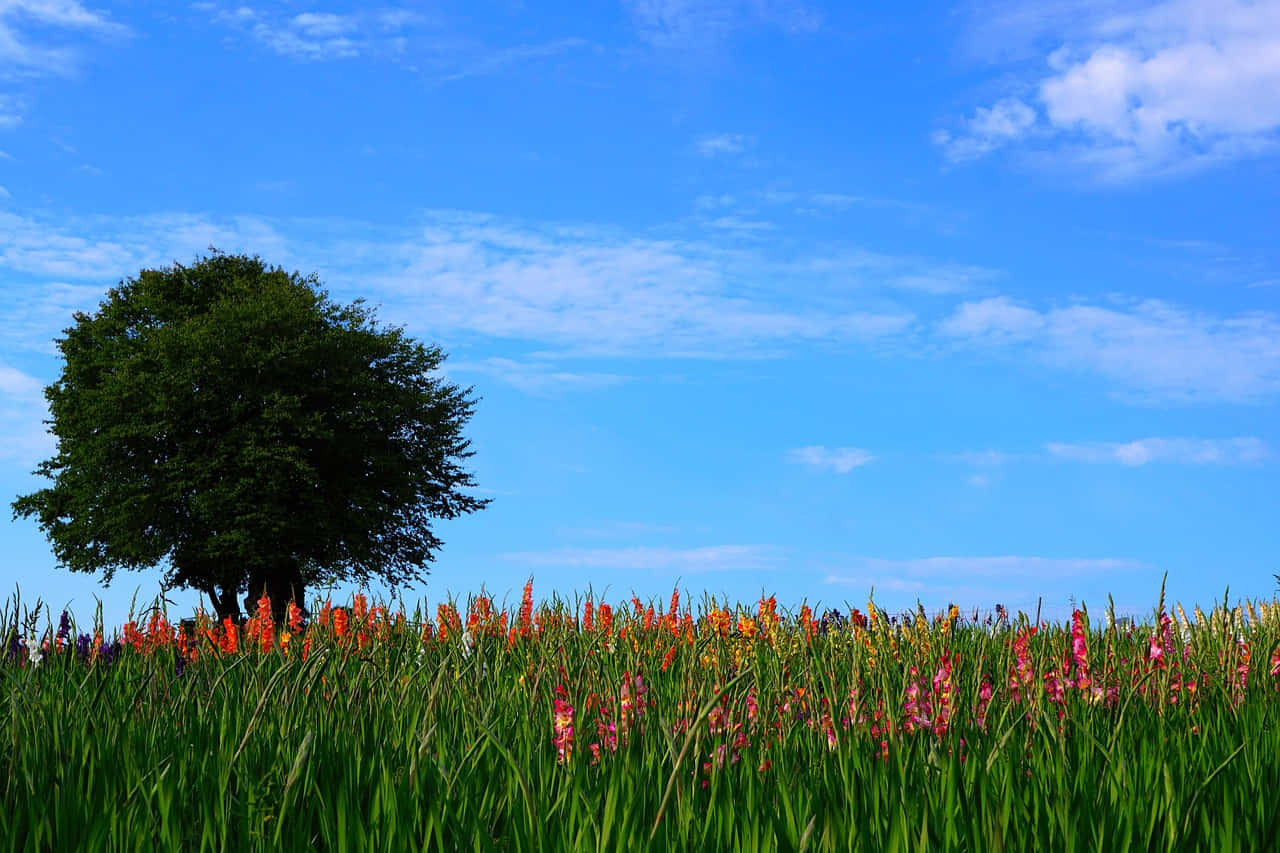 Solitary Tree Against Blue Sky Wallpaper