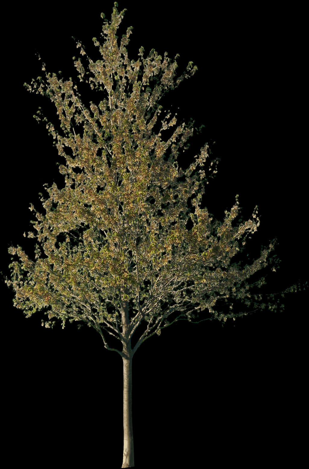 Solitary Tree Against Night Sky PNG