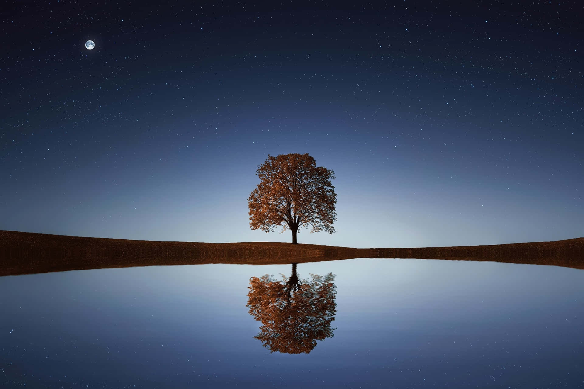 Solitary Tree Night Sky Reflection Wallpaper