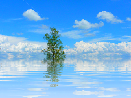 Solitary_ Tree_ Reflecting_on_ Water PNG
