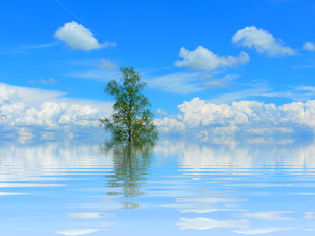 Solitary Tree Reflectingon Calm Water PNG