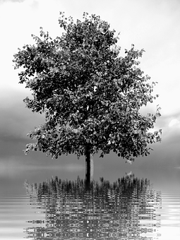 Solitary Tree Reflection Blackand White PNG