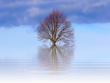Solitary Tree Reflection Water PNG