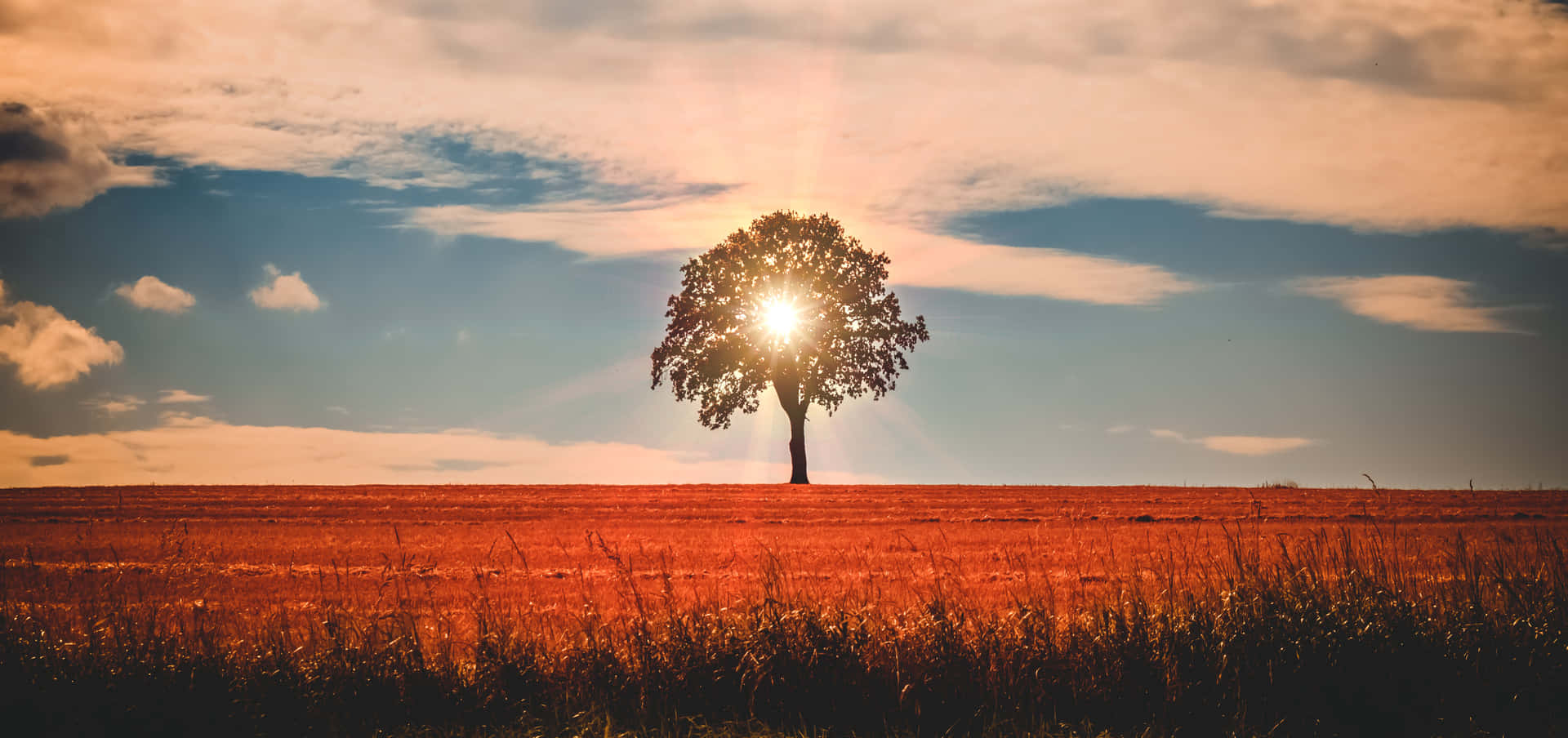 Eenzaam Boom Zonsondergang Glans Achtergrond