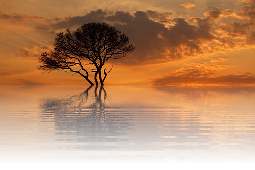 Solitary Tree Sunset Reflection PNG