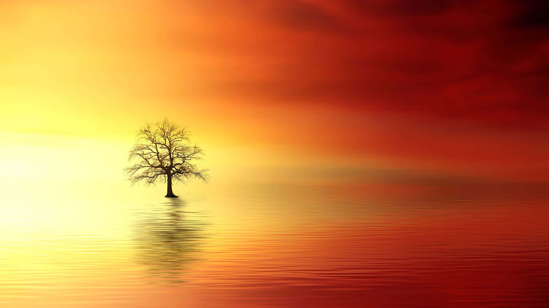 Réflexion D'un Arbre Solitaire Au Coucher Du Soleil Fond d'écran