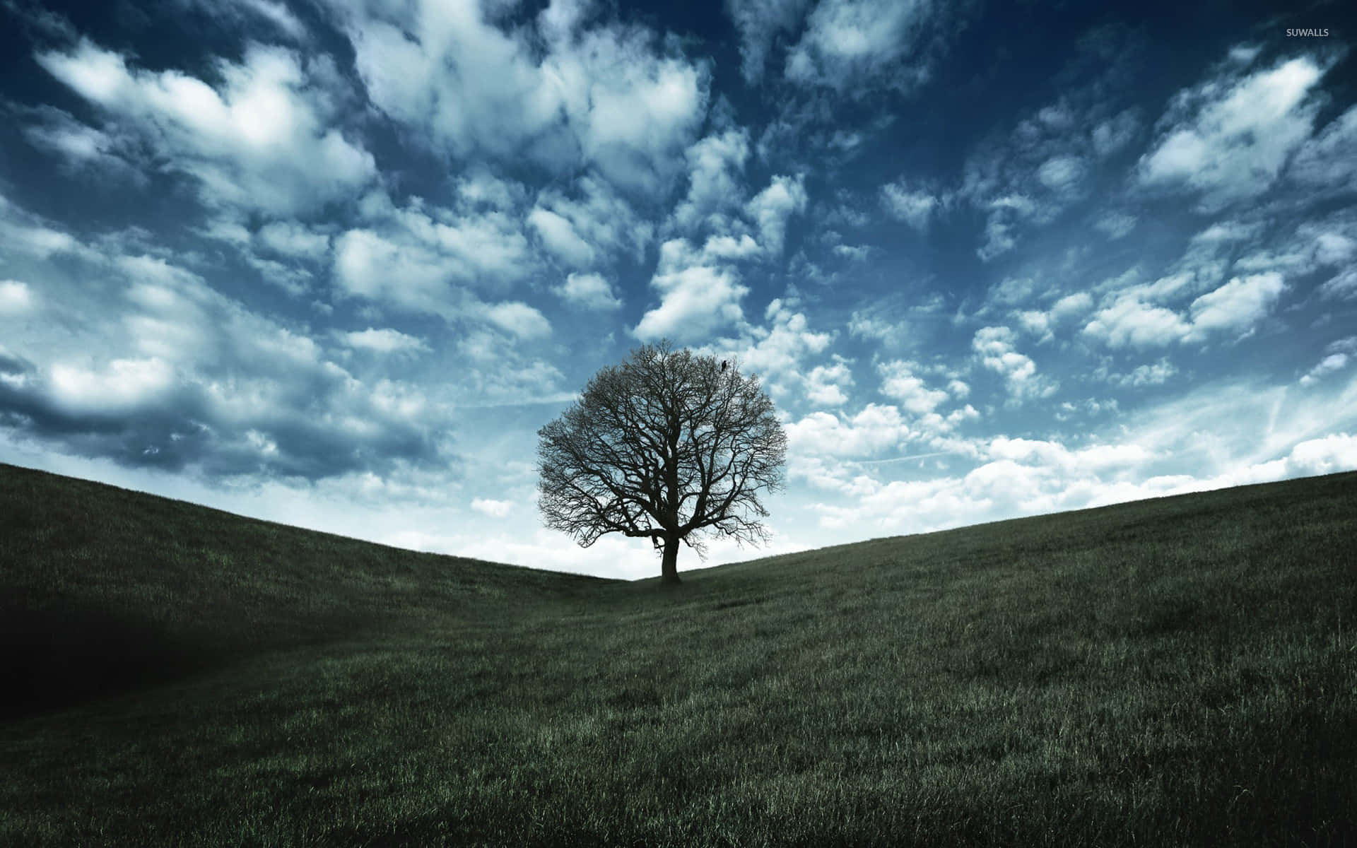 Solitary Tree Under Clear Sky Wallpaper