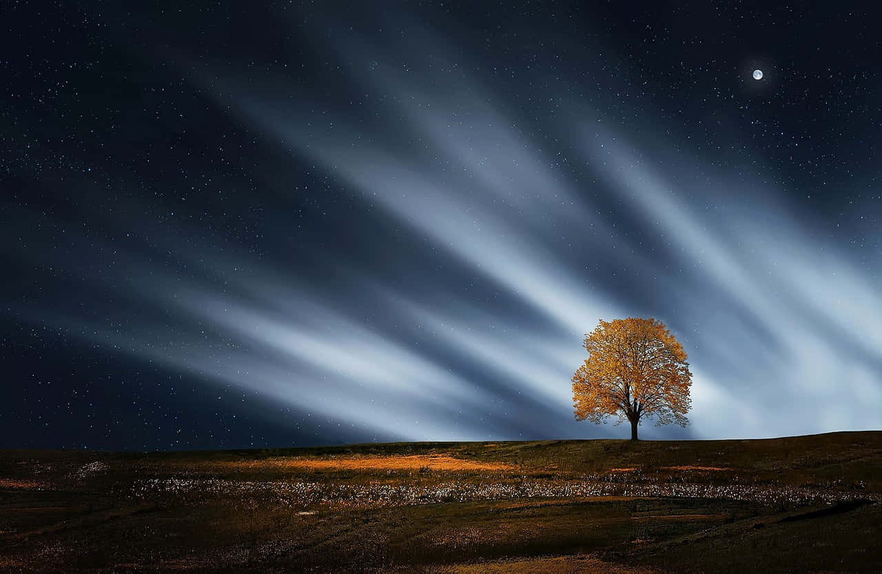 Solitary Tree Under Starlit Sky Wallpaper