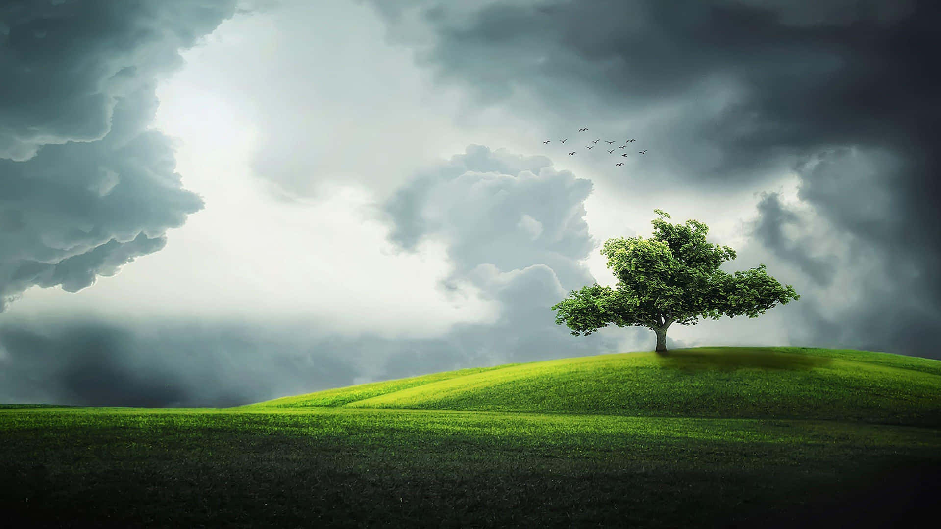 Arbre Solitaire Sous Un Ciel Orageux 4k Fond d'écran