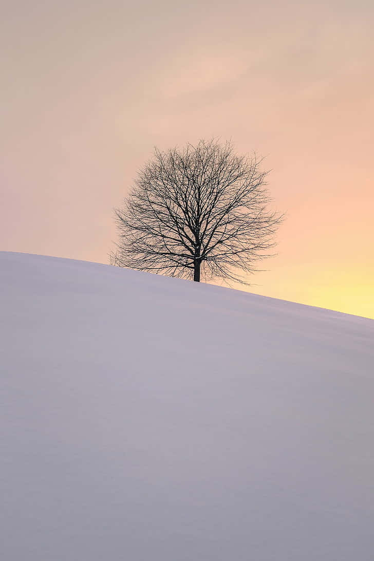 Solitary Tree Winter Sunset Wallpaper