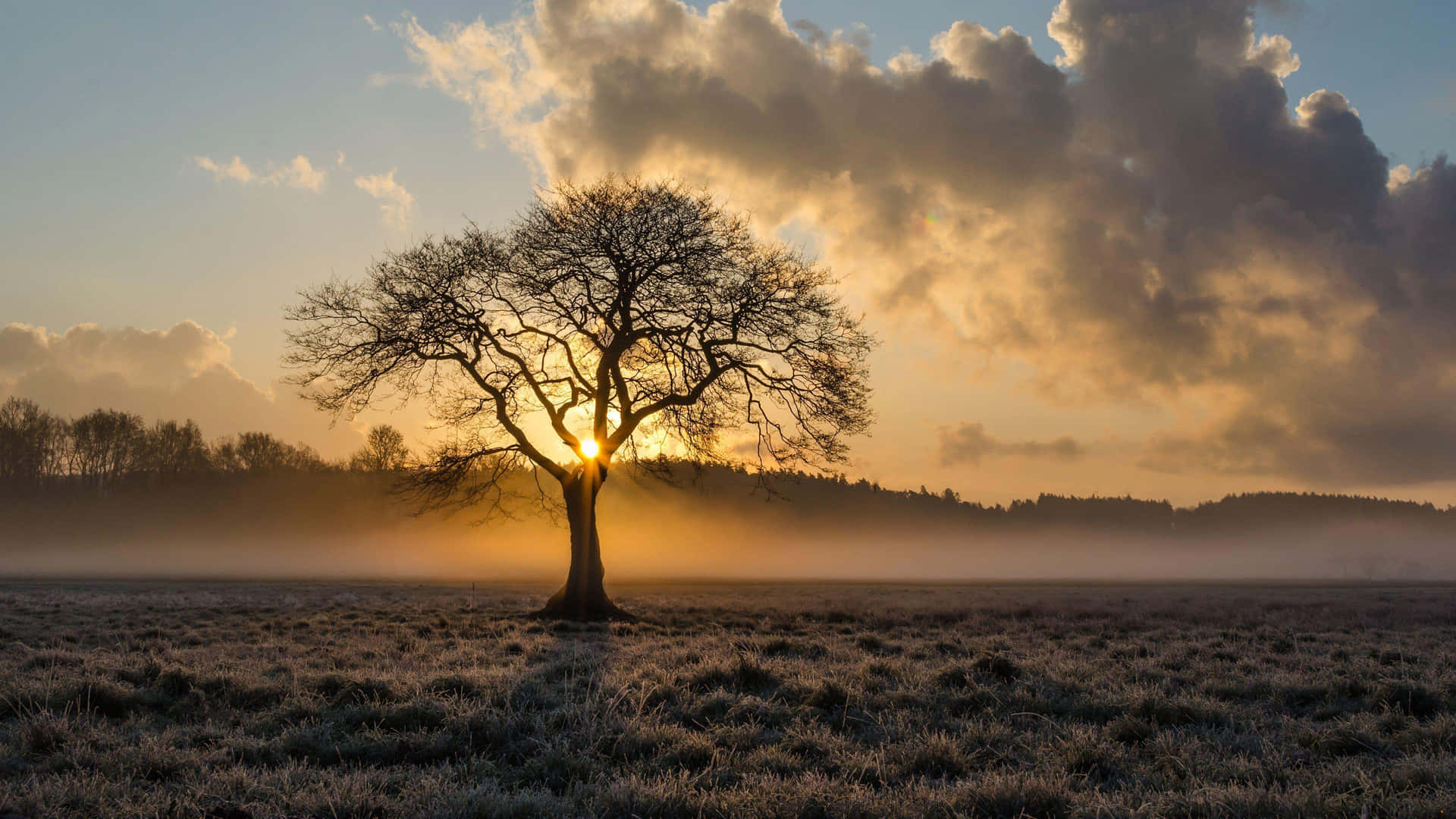 Eenzame Boom Bij Zonsopgang Achtergrond