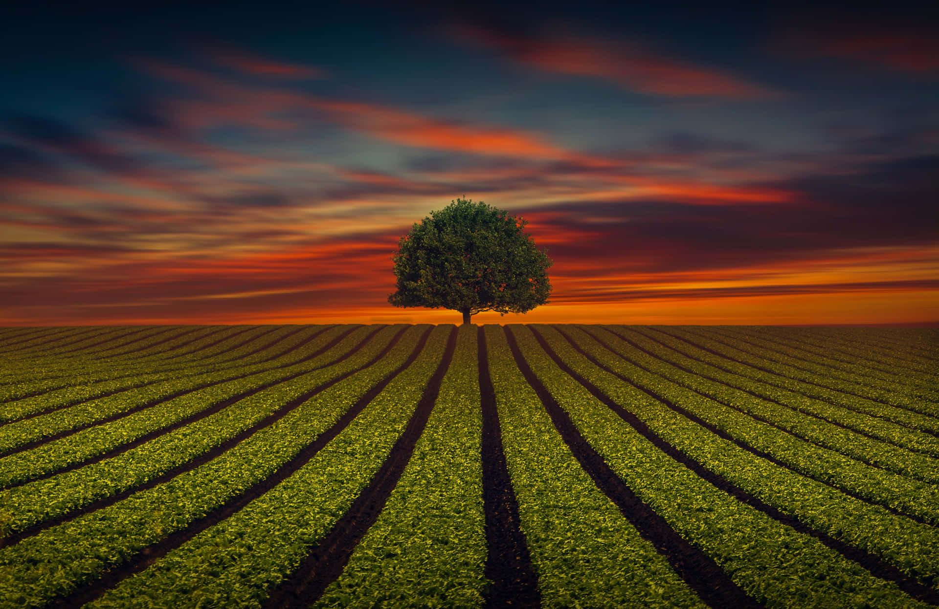 Eenzame Boom Bij Zonsondergang 4k Achtergrond