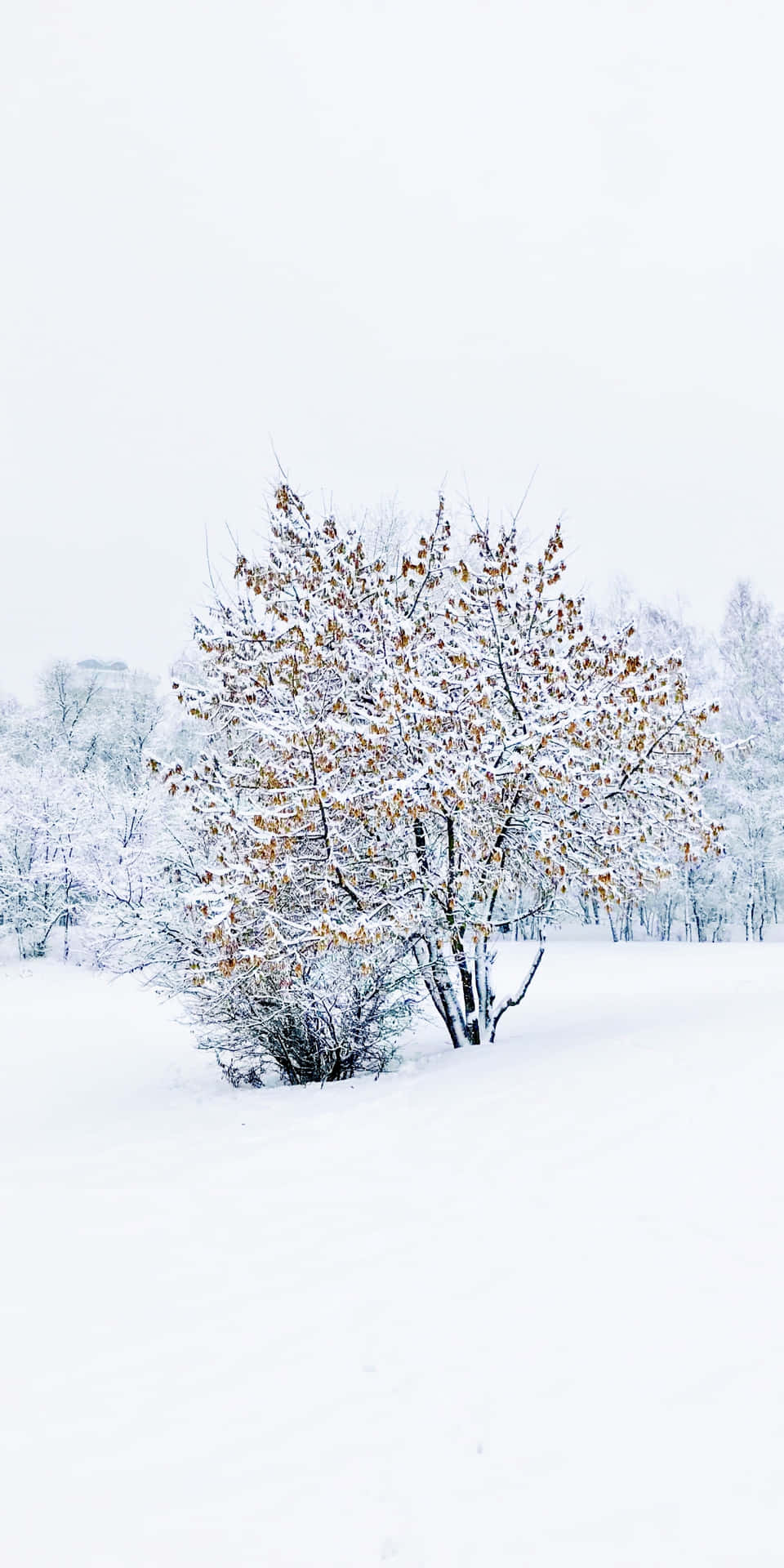 Solitary Treein Snowy Landscape.jpg Wallpaper
