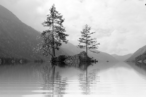 Solitary_ Trees_in_ Lake_ Monochrome PNG