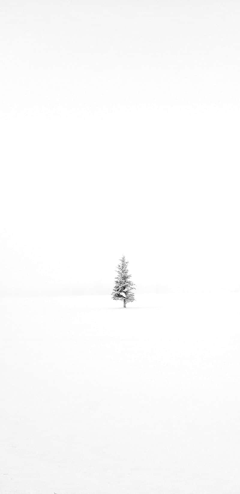 Solitary Winter Tree Minimalism.jpg Wallpaper