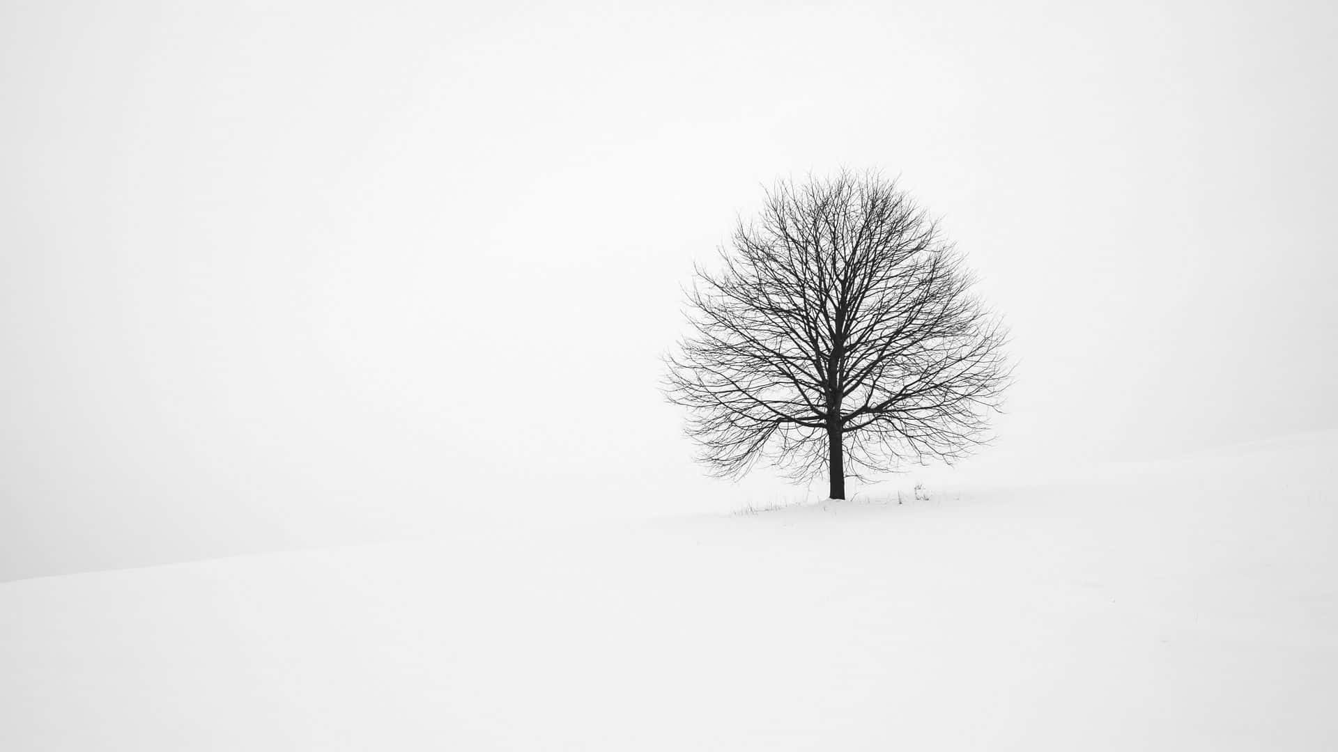 Solitary Winter Tree Minimalism Wallpaper