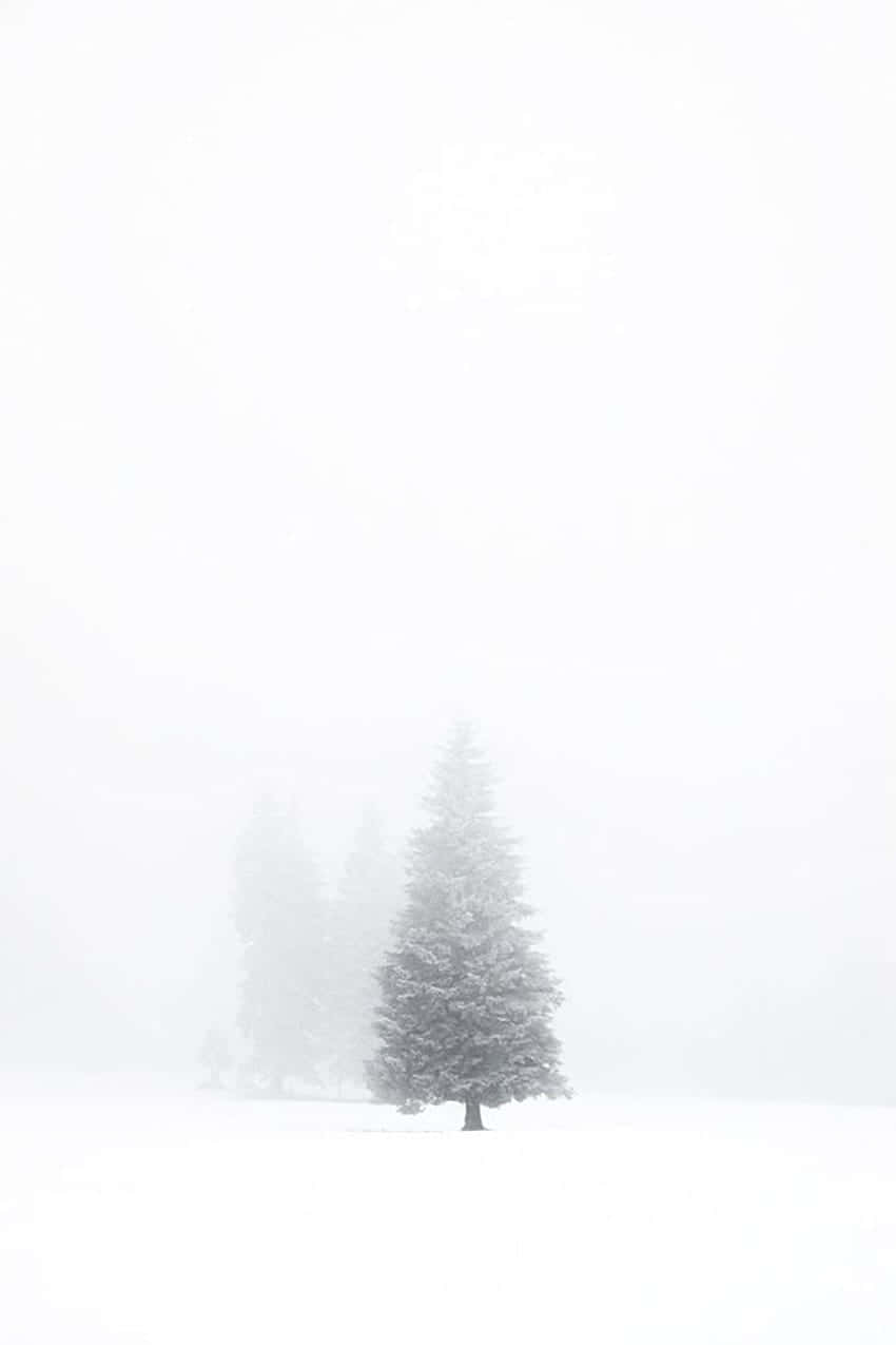Solitary Winter Tree Minimalist Aesthetic.jpg Wallpaper