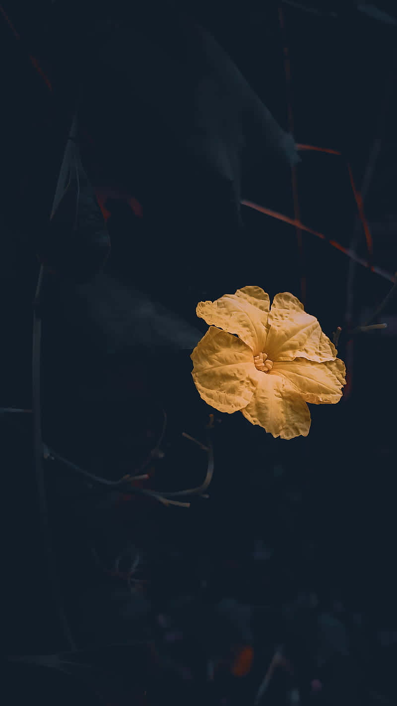 Solitary Yellow Flower Dark Background Wallpaper