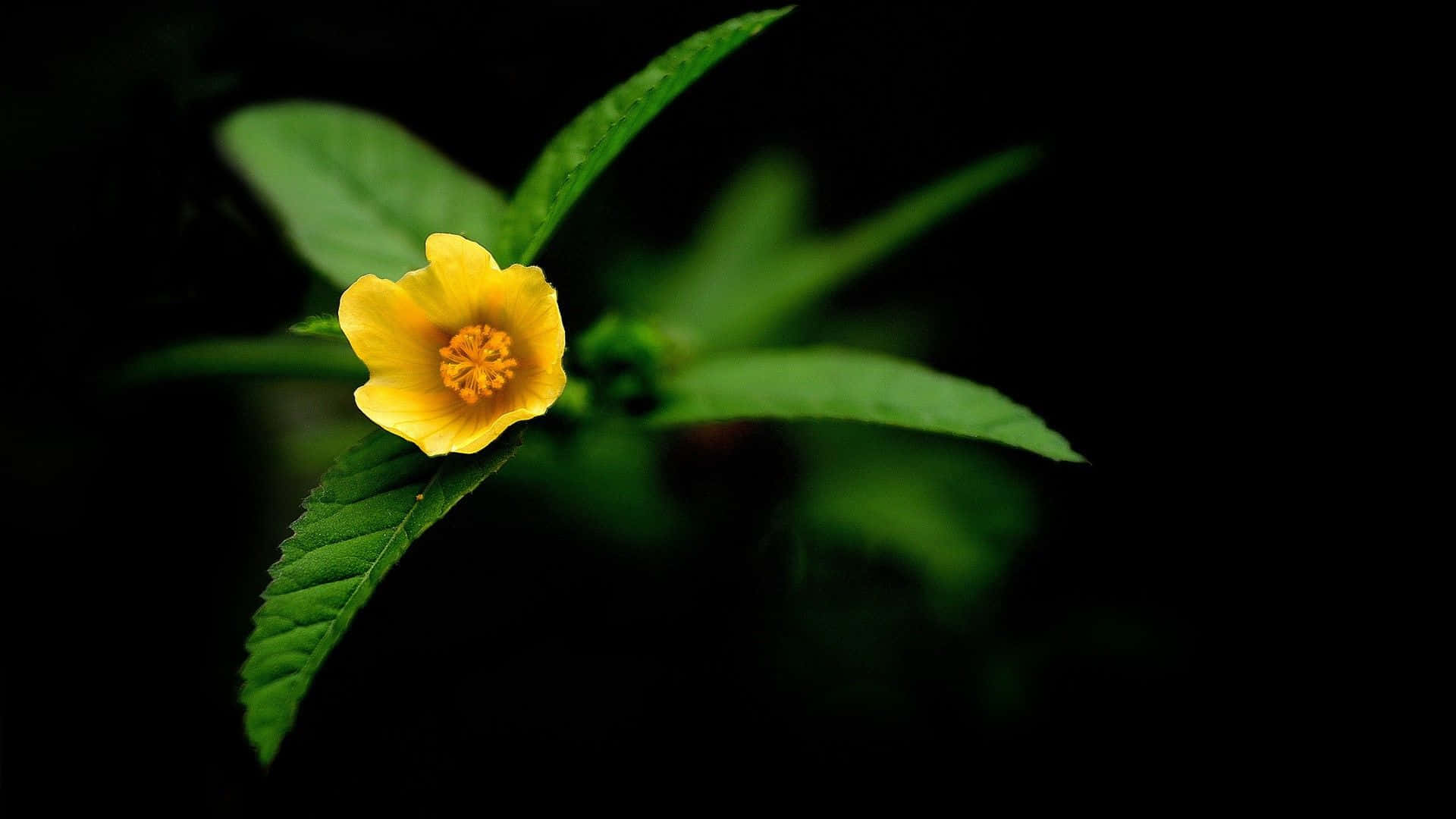 Solitary Yellow Flower Dark Background.jpg Wallpaper