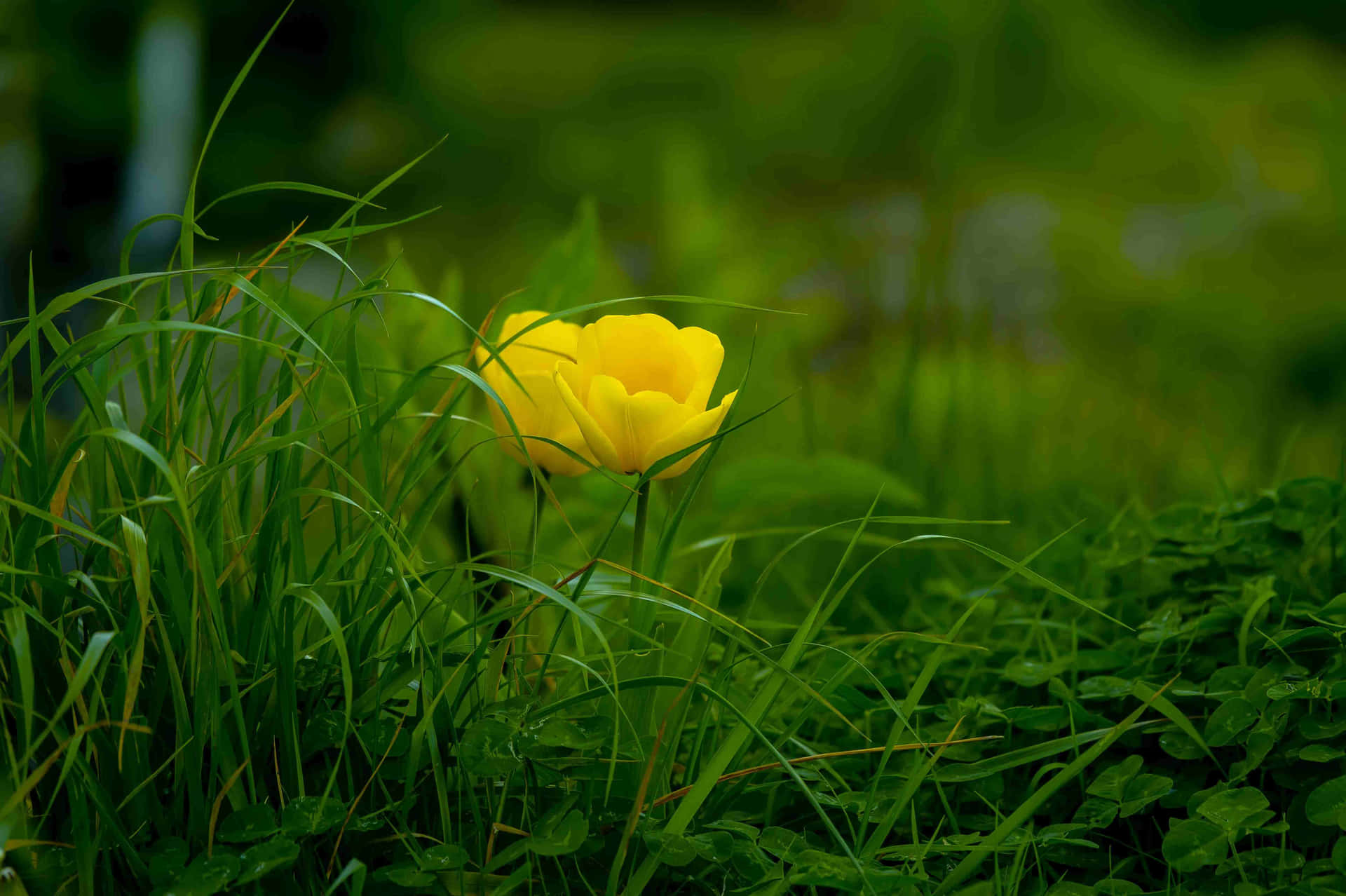 Solitary Yellow Flowerin Green Grass4 K Wallpaper