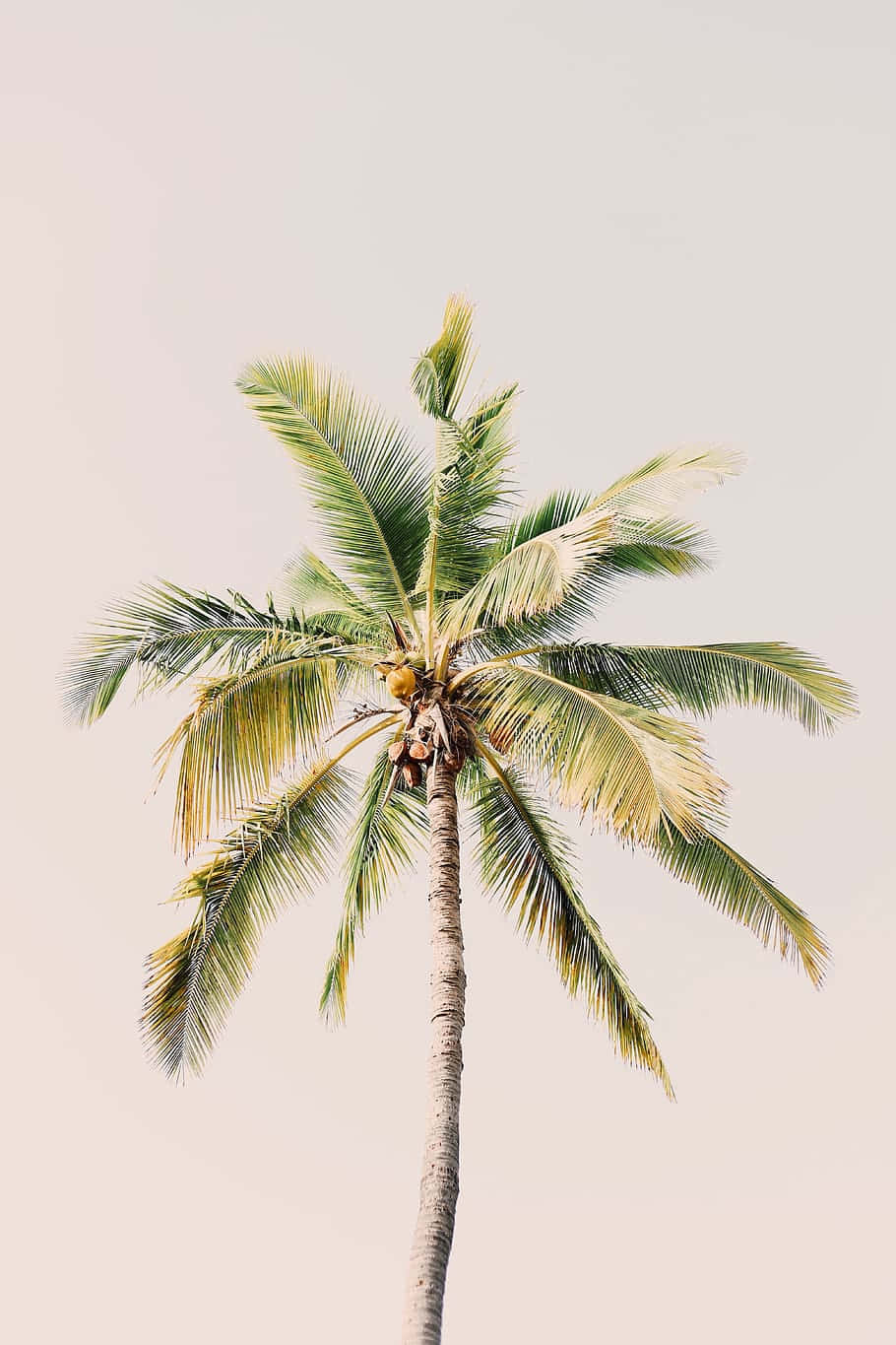Solo Coconut Palm Aesthetic.jpg Wallpaper