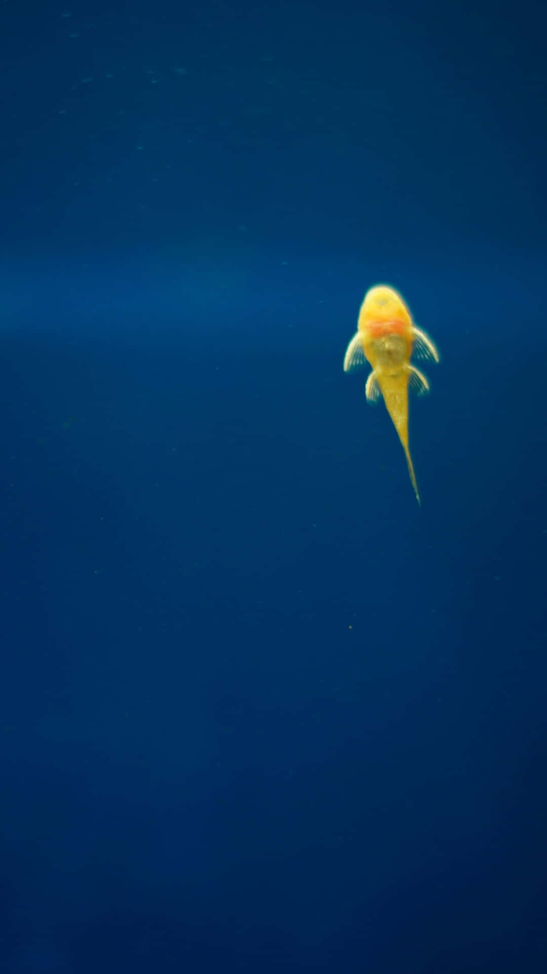 Solo Goldfishin Deep Blue Water Wallpaper