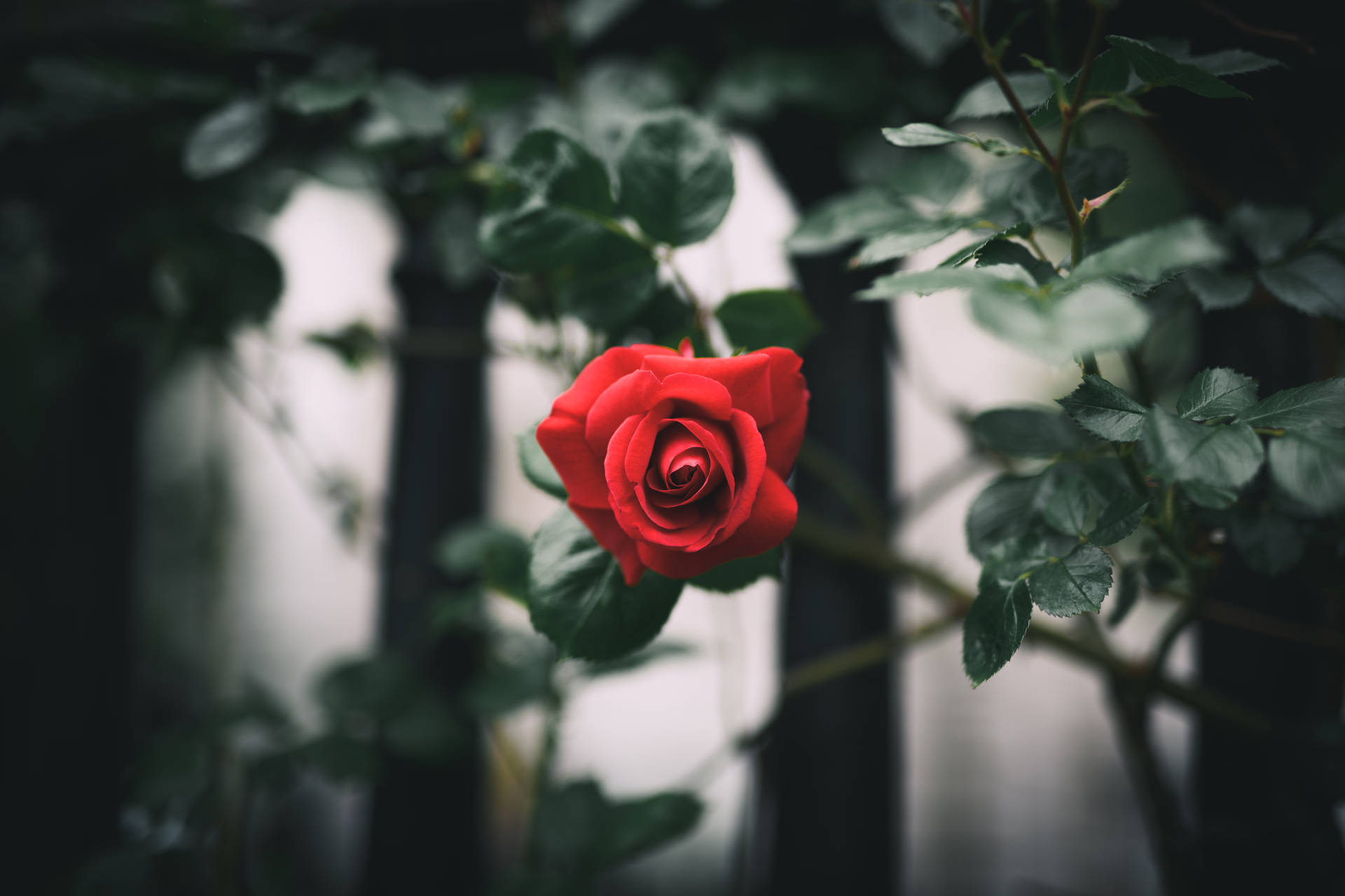 Solo Red Rose Hd Wallpaper