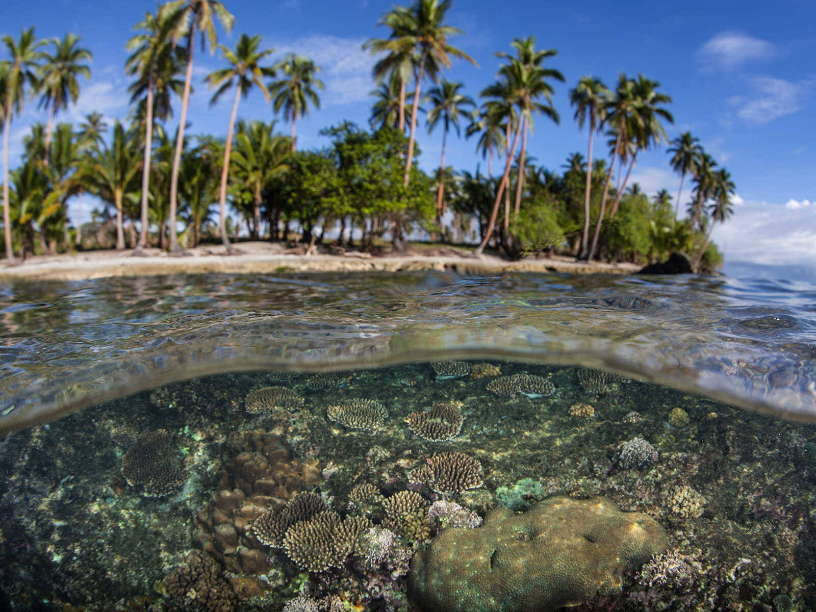 Erizosde Mar De Las Islas Salomón. Fondo de pantalla