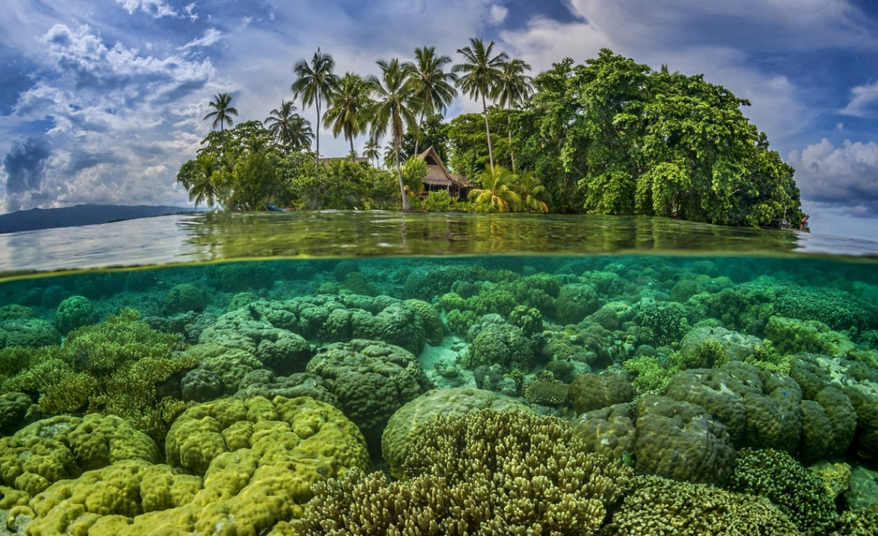 Vistasottomarina Delle Isole Salomone Sfondo
