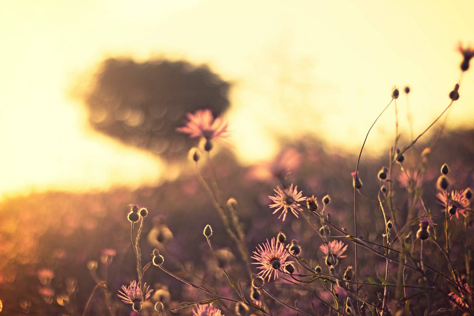 Solopgang Natur Med Lyserøde Blomster Wallpaper