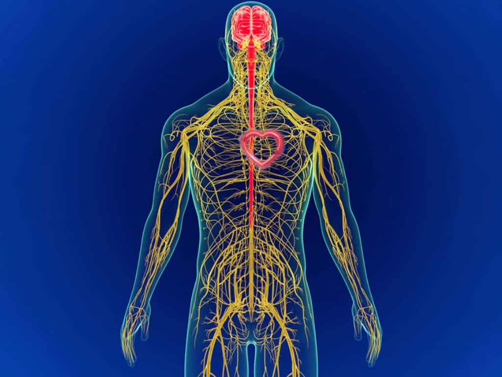Somatic Nervous System Outline Wallpaper