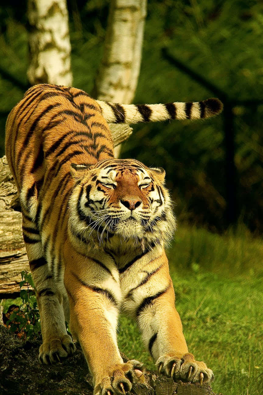 Somatic Tiger Stretching Wallpaper