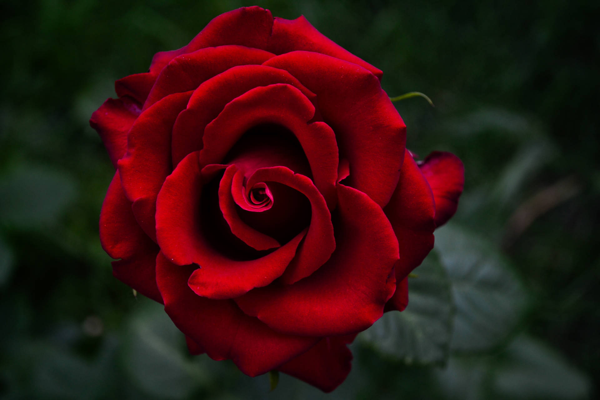 Somber Image Of Beautiful Rose Hd
