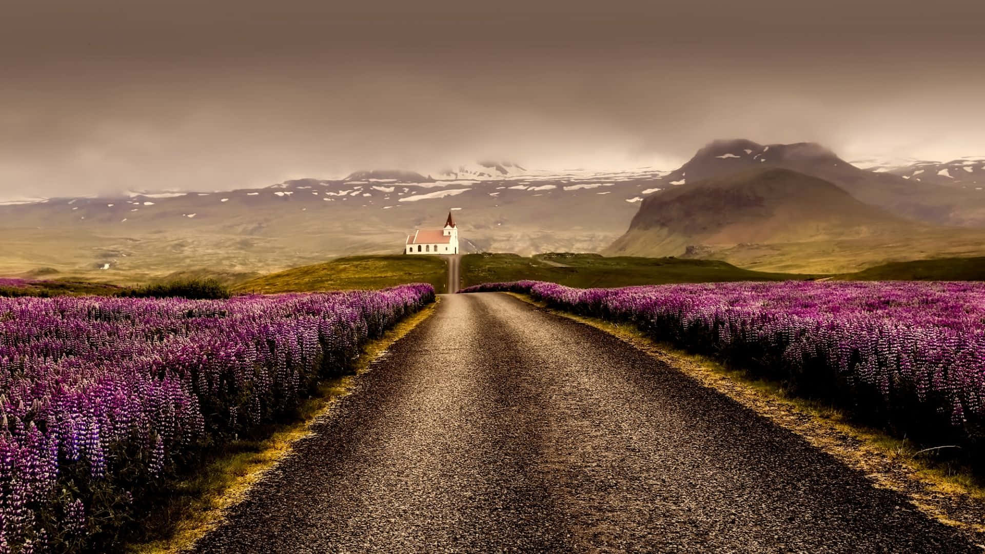 Somber Pathway On A Lavender Field Wallpaper