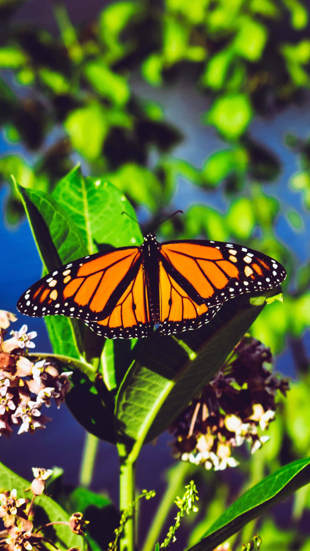 Soothing Aesthetic Butterfly Background