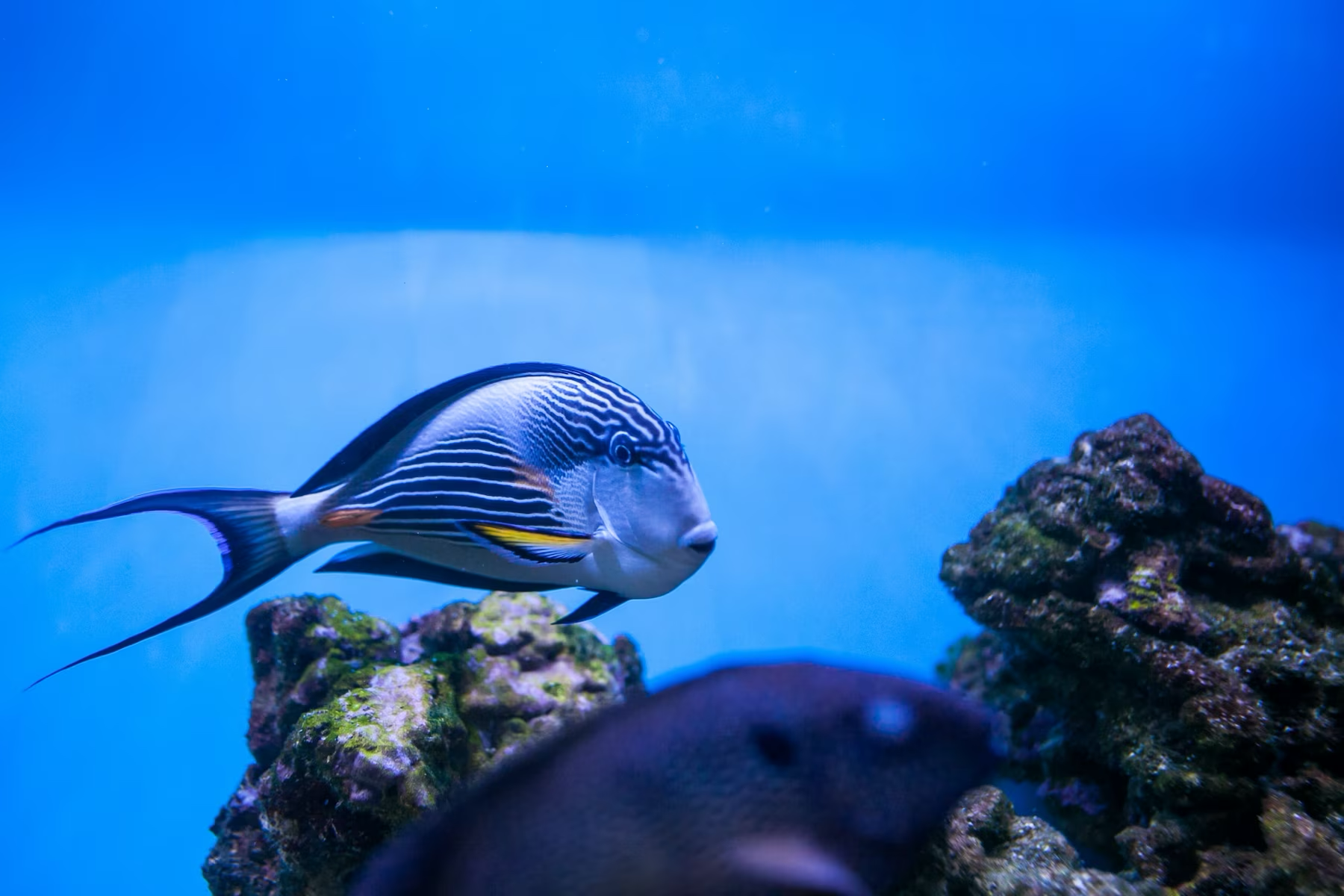 Soothing Aquarium Scenewith Tropical Fish