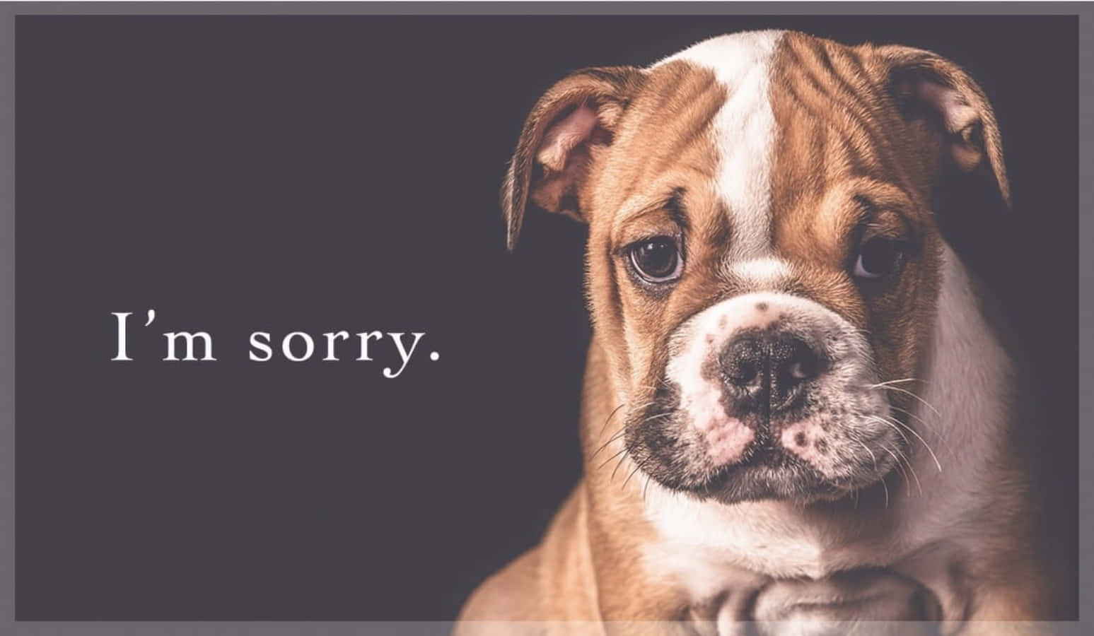 Sorry Sad Bulldog Picture