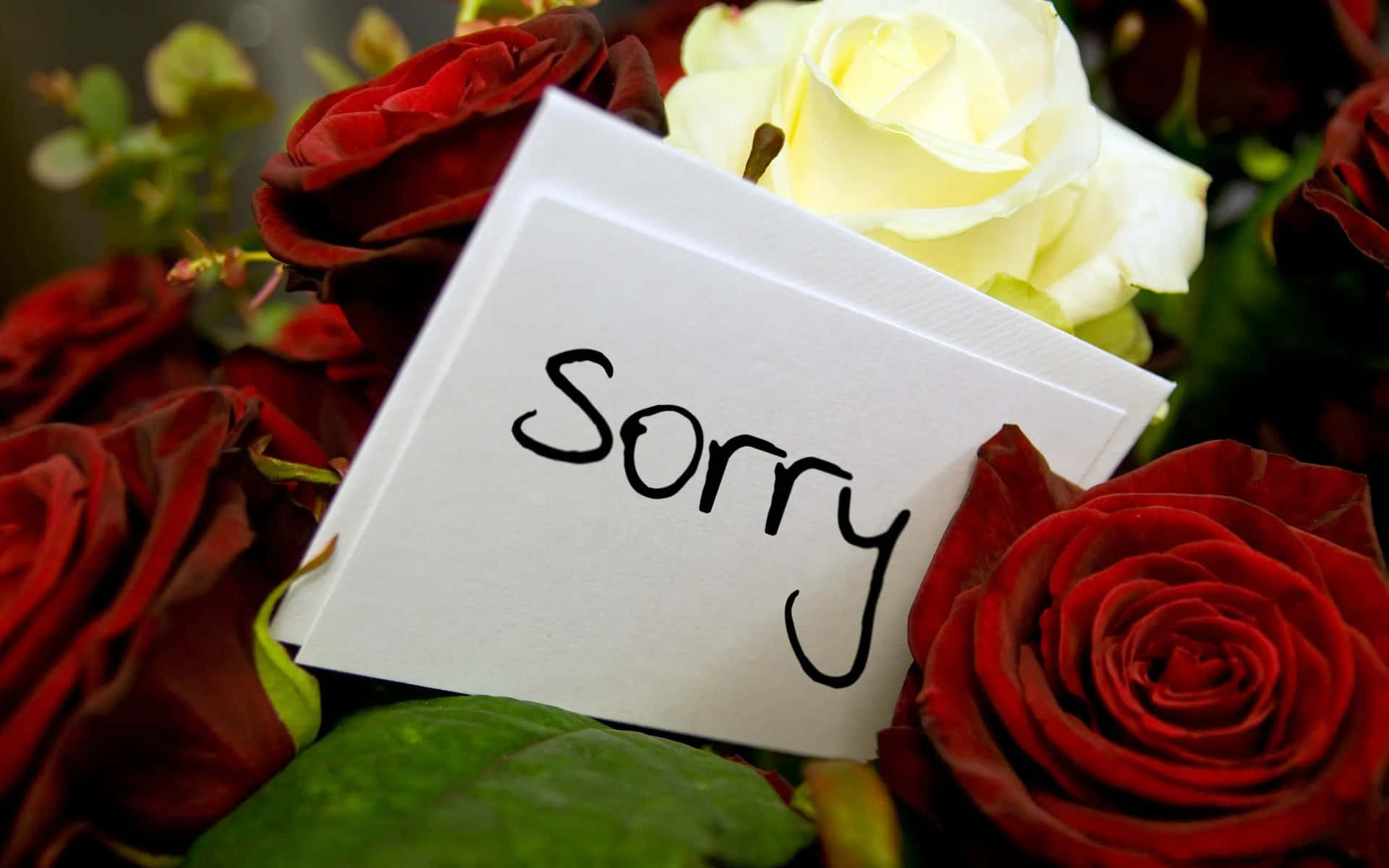Sorry Apology Red Roses Picture